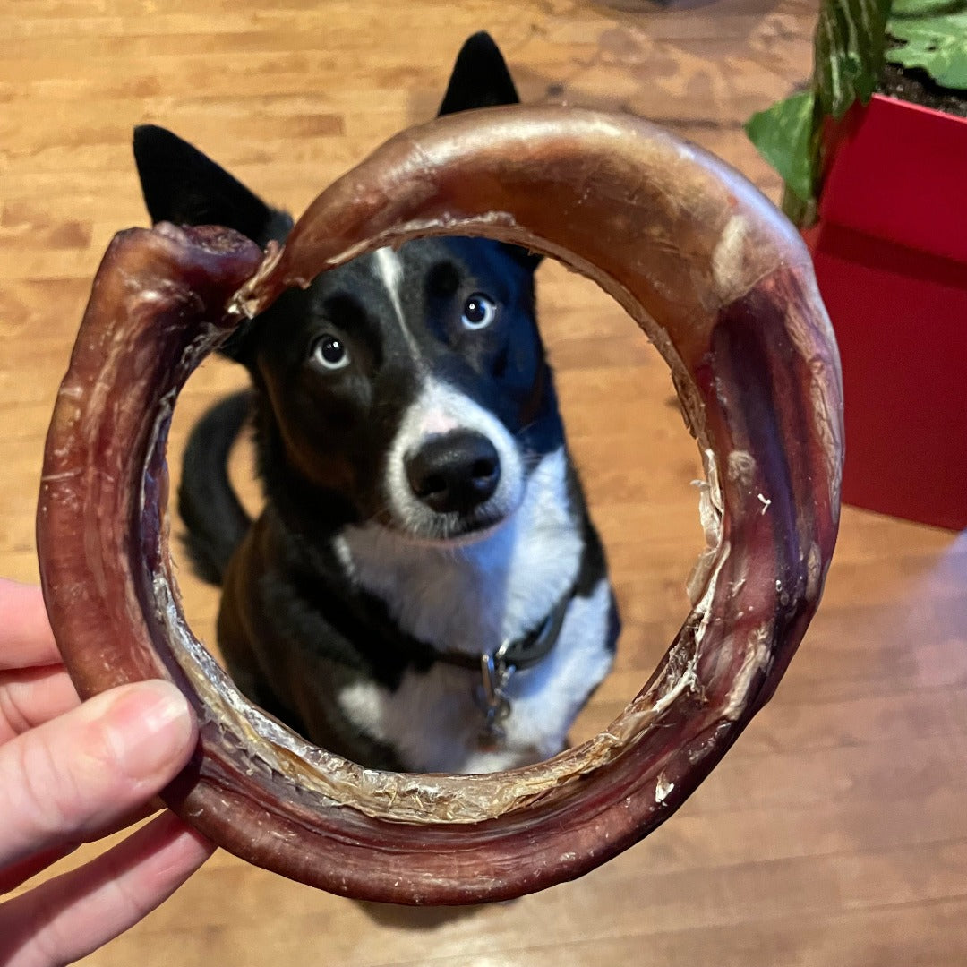Happy Chew bully stick anneau jumbo, dog chew bully ring jumbo in quebec