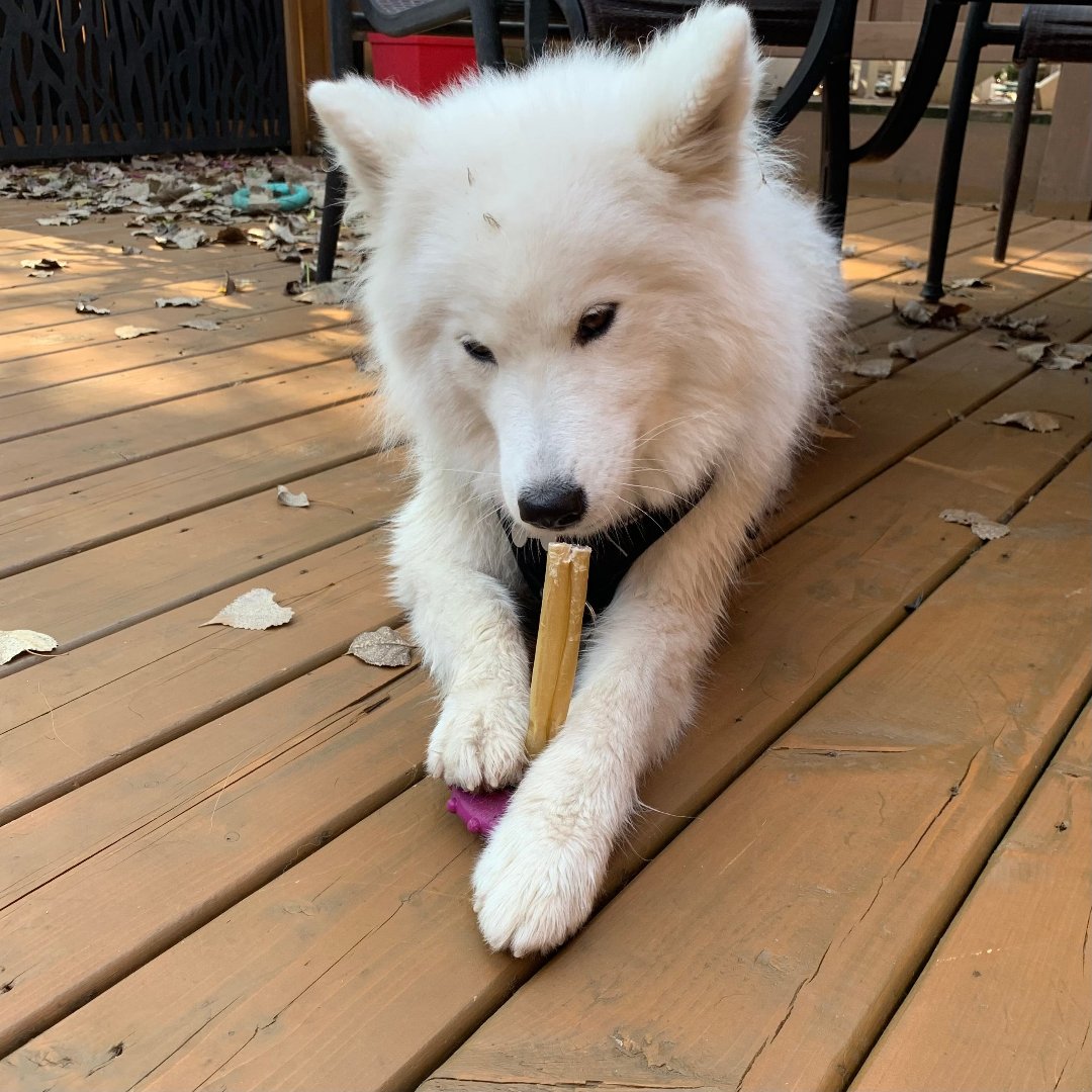bâton collagène pour chien au Québec, long lasting dog chew, collagen stick for dog