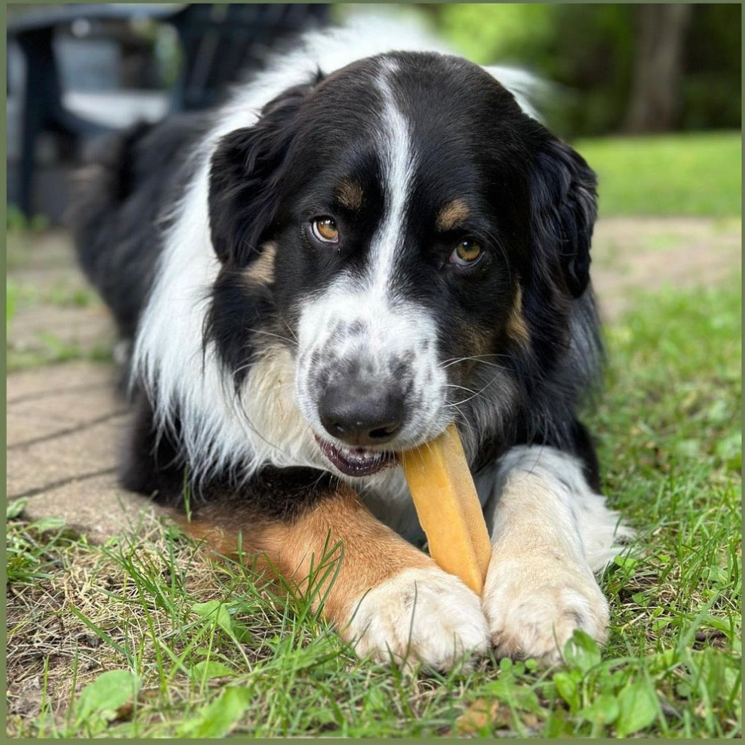 Happy Chew fromage de yak au Québec, dog chew yak cheese in Quebec