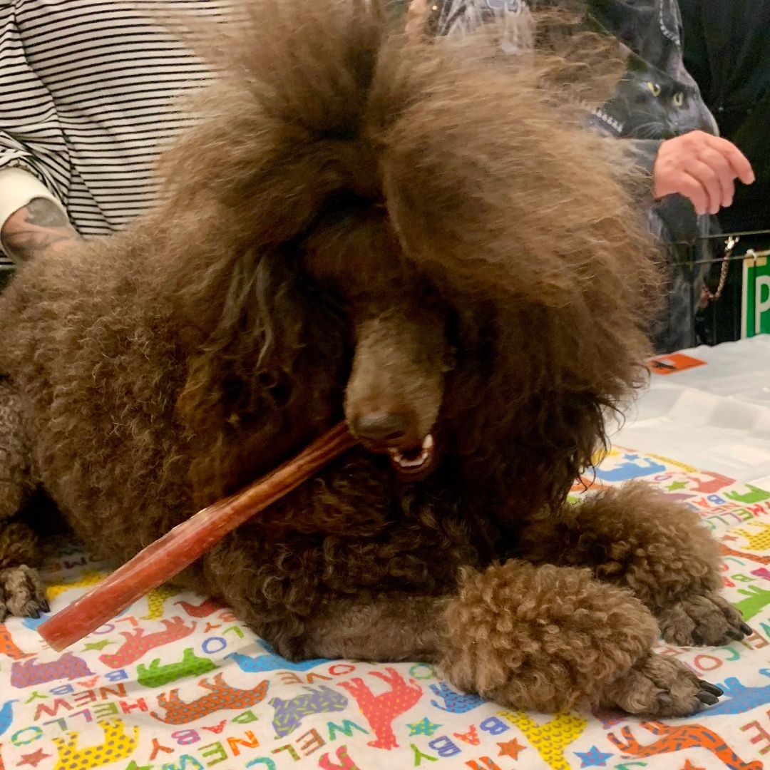 Medium-sized dog enjoying a long-lasting 9-inch bully stick — perfect for indoor chewing