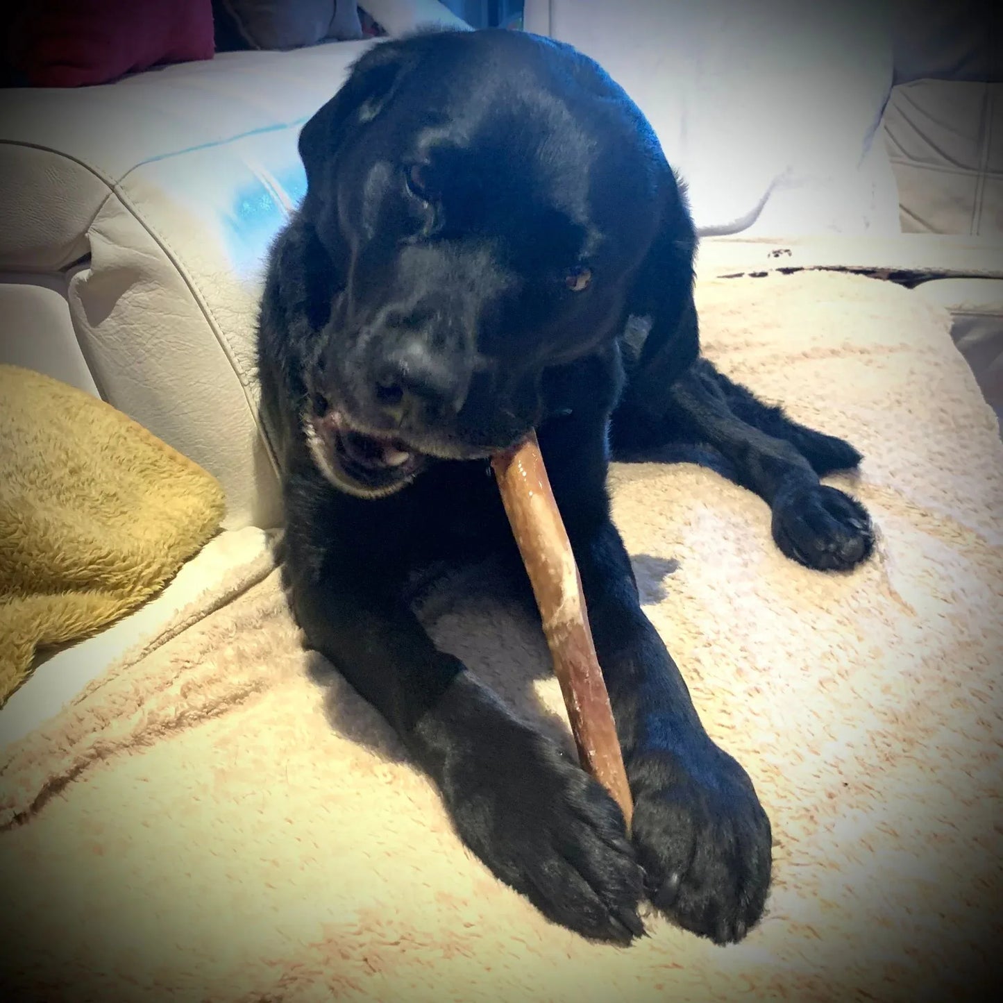 Labrador qui gruge une joue de boeuf enrobée de bully stick, beef cheek wrapped in pizzle for big chewer