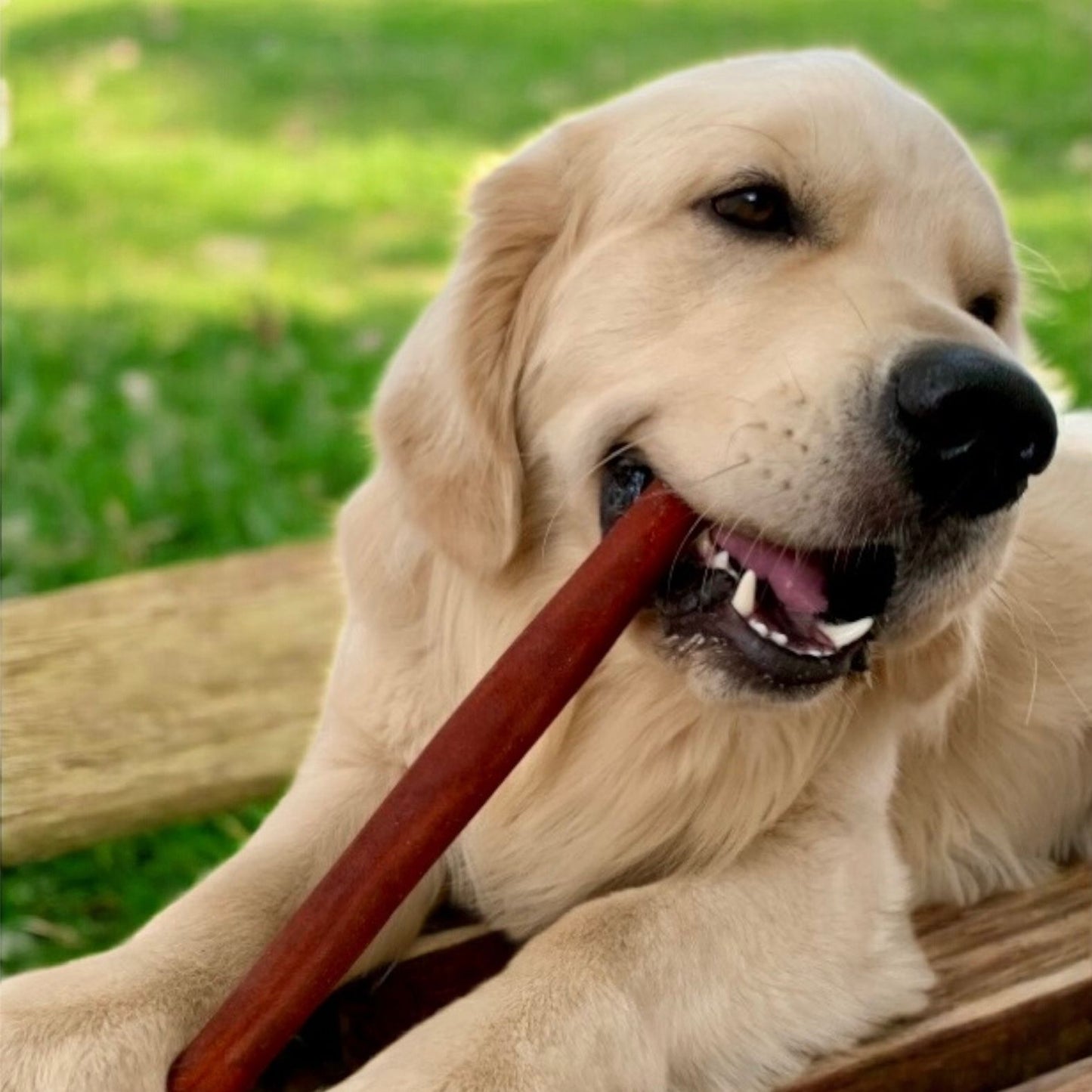 Méga vente collagène pour chien! Jusqu'à 35% de rabais sur la mastication naturelle: bâtons, anneaux, tresses. Up to 35% off on natural collagen sticksring and braided chews for dogs. Delivery in Canada
