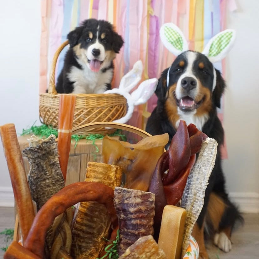 Spécial Pâques jusqu'à 28% de rabais: bully stick produit au Canada,collagène, Easter Sale up to 28% on natural dog chews: canadian bully sticks, collagen for dog.