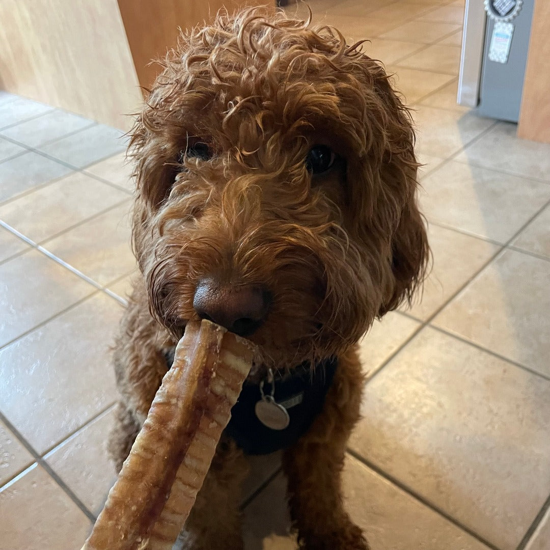 Happy chew sac économique gâteries de mastication: bully sticks, collagène, fromage, oreilles et trachées au Québec. Mixed dog chew pack in Quebec.