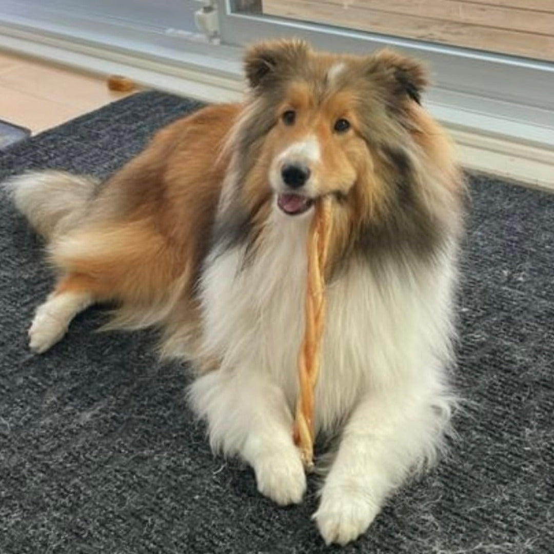 Nouveau combo bully stick économique, new saving bully sticks pack