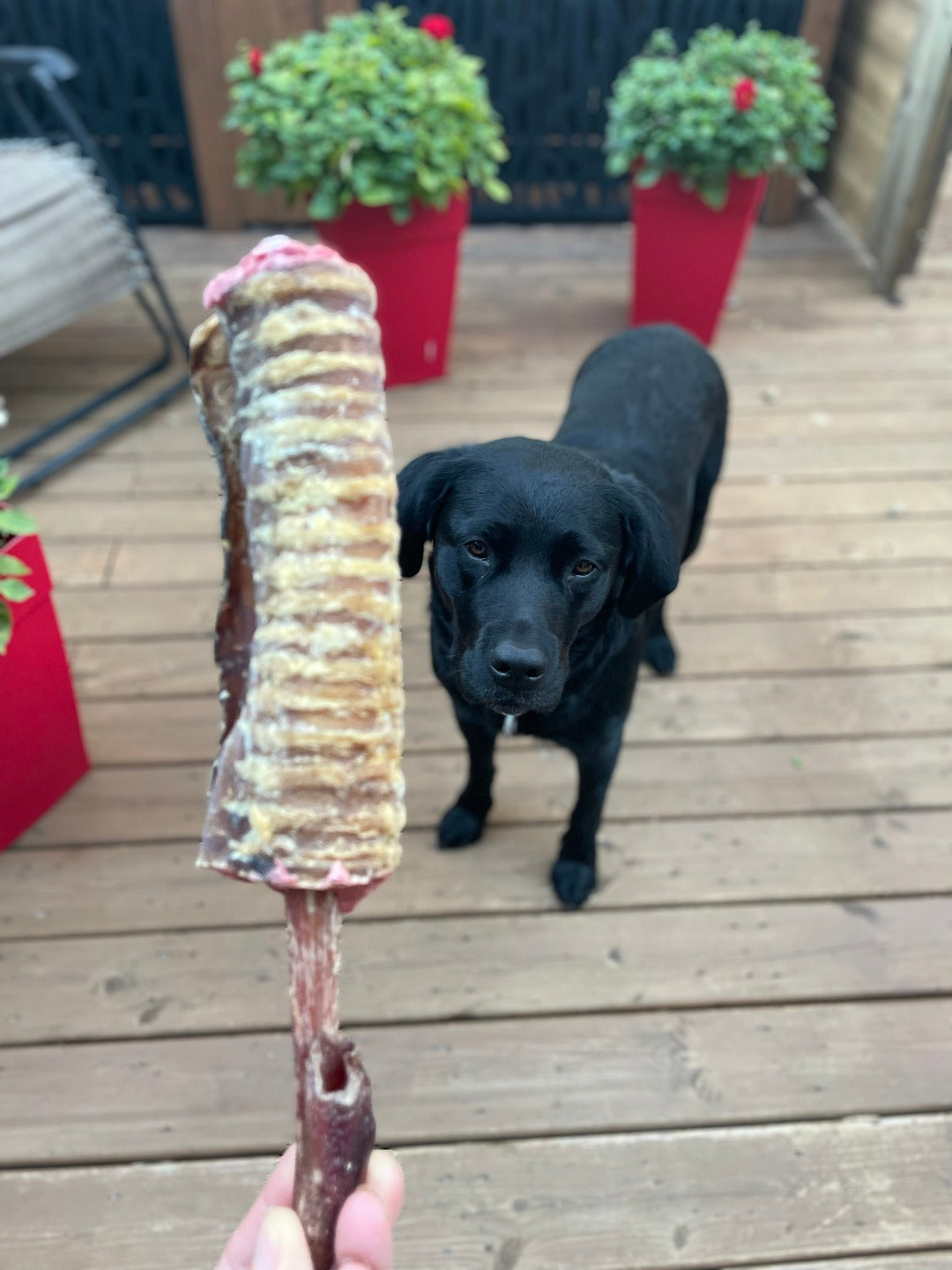 Happy chew trachée de boeuf au Québec, dog chew beef trachea 6 inches in Quebec