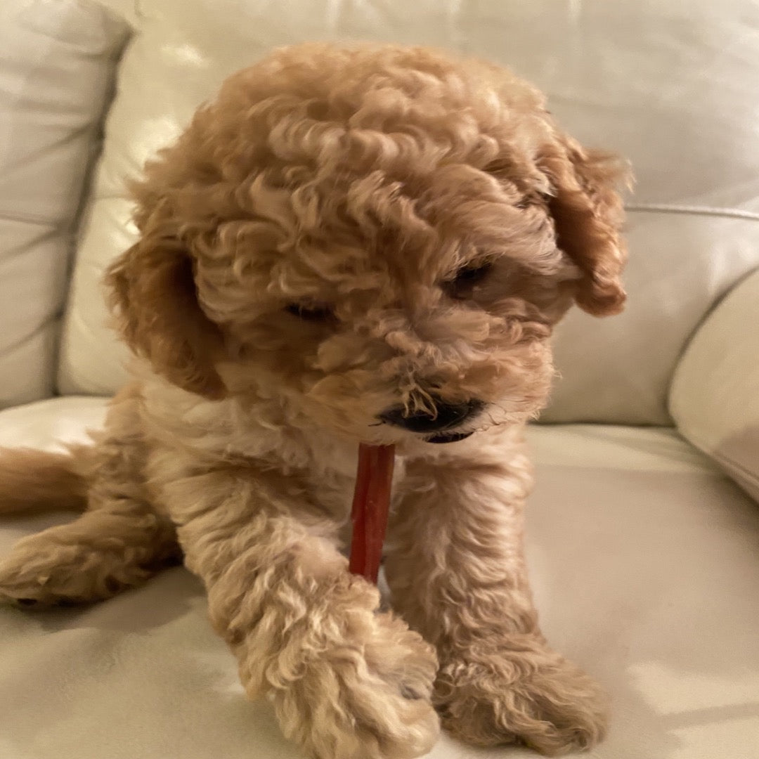 Happy chew puppy bully sticks