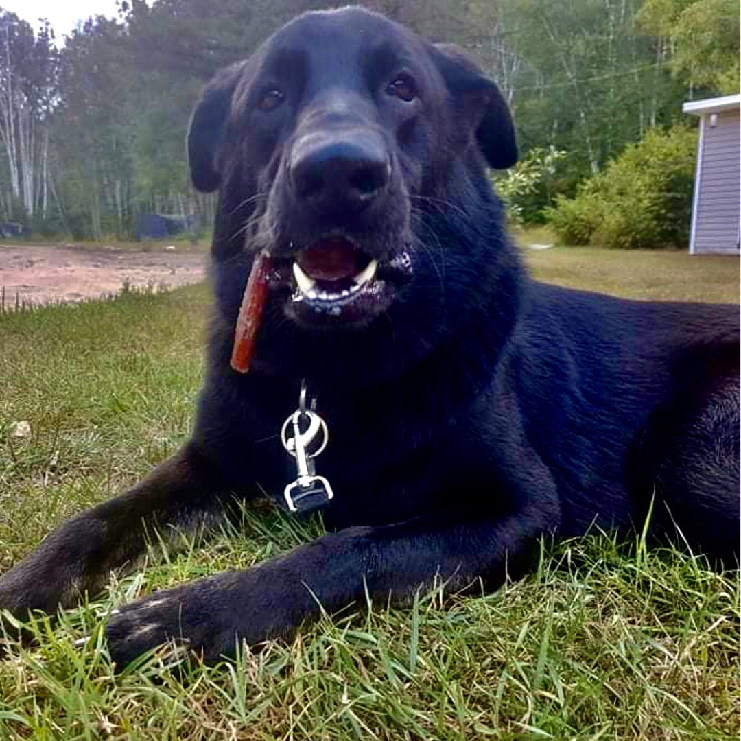 Mixed bag ALL TYPES of chewers (15 bully sticks) 🍁