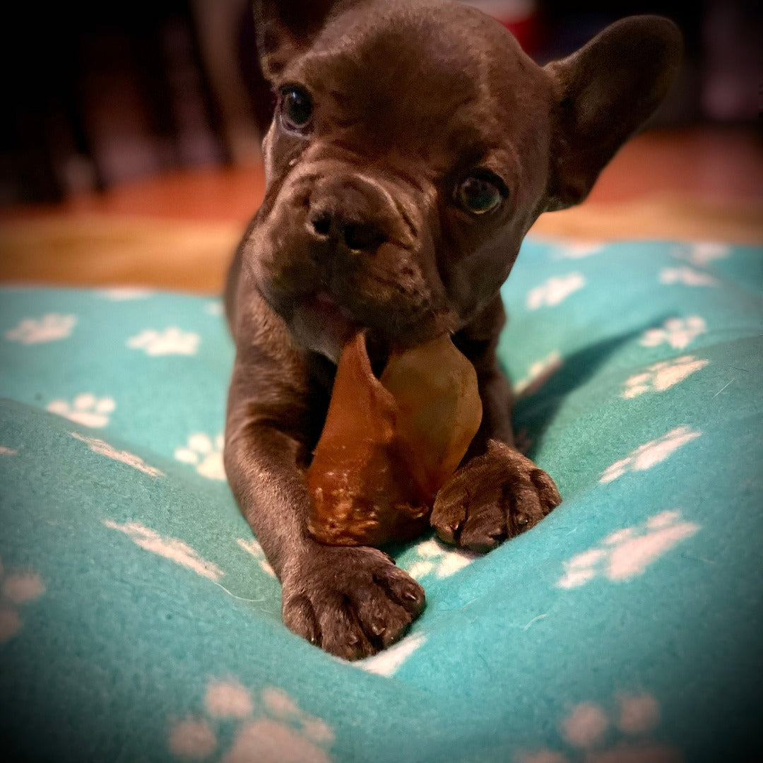 Happy Chew ensemble mastication pour chiot au Québec, bully sticks pour chiot, puppy chew pack in Quebec, puppy bully sticks