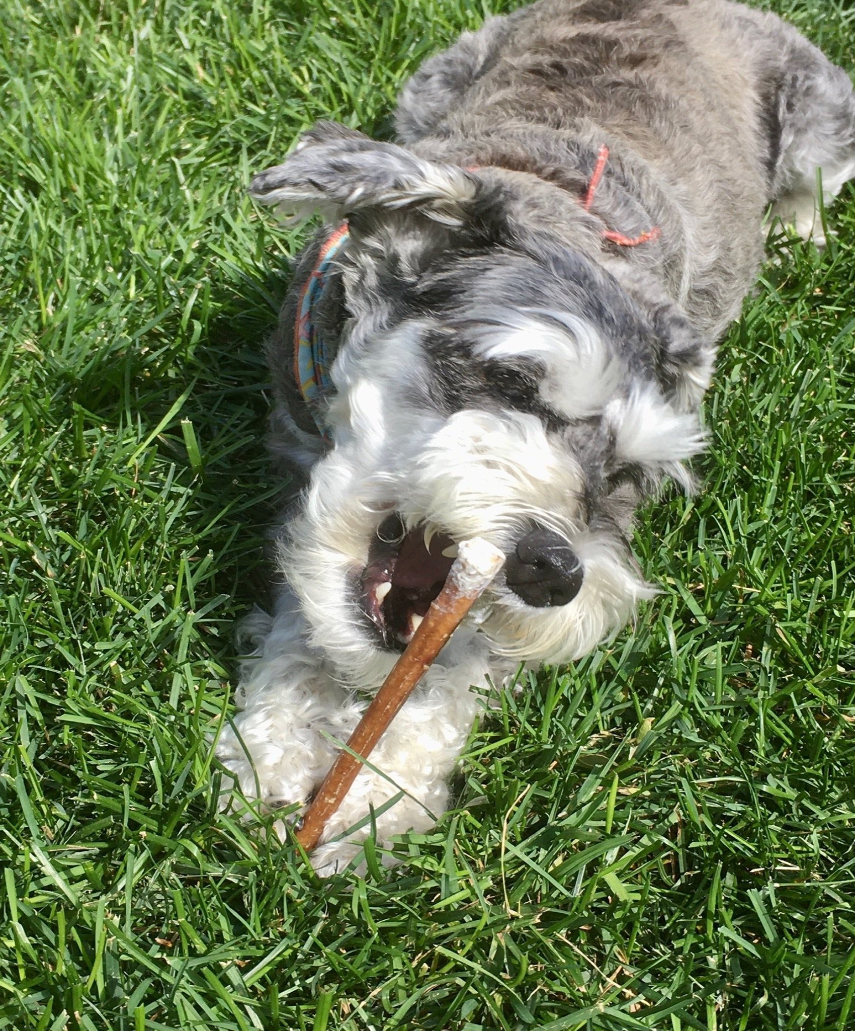 Bully stick 6" mince, thin