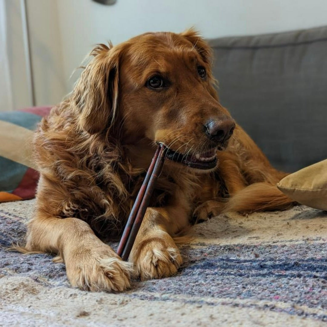 Happy Chew collagène monster pour chien au Québec, dog MONSTER collagen stick in Quebec, bundle dog chew stick