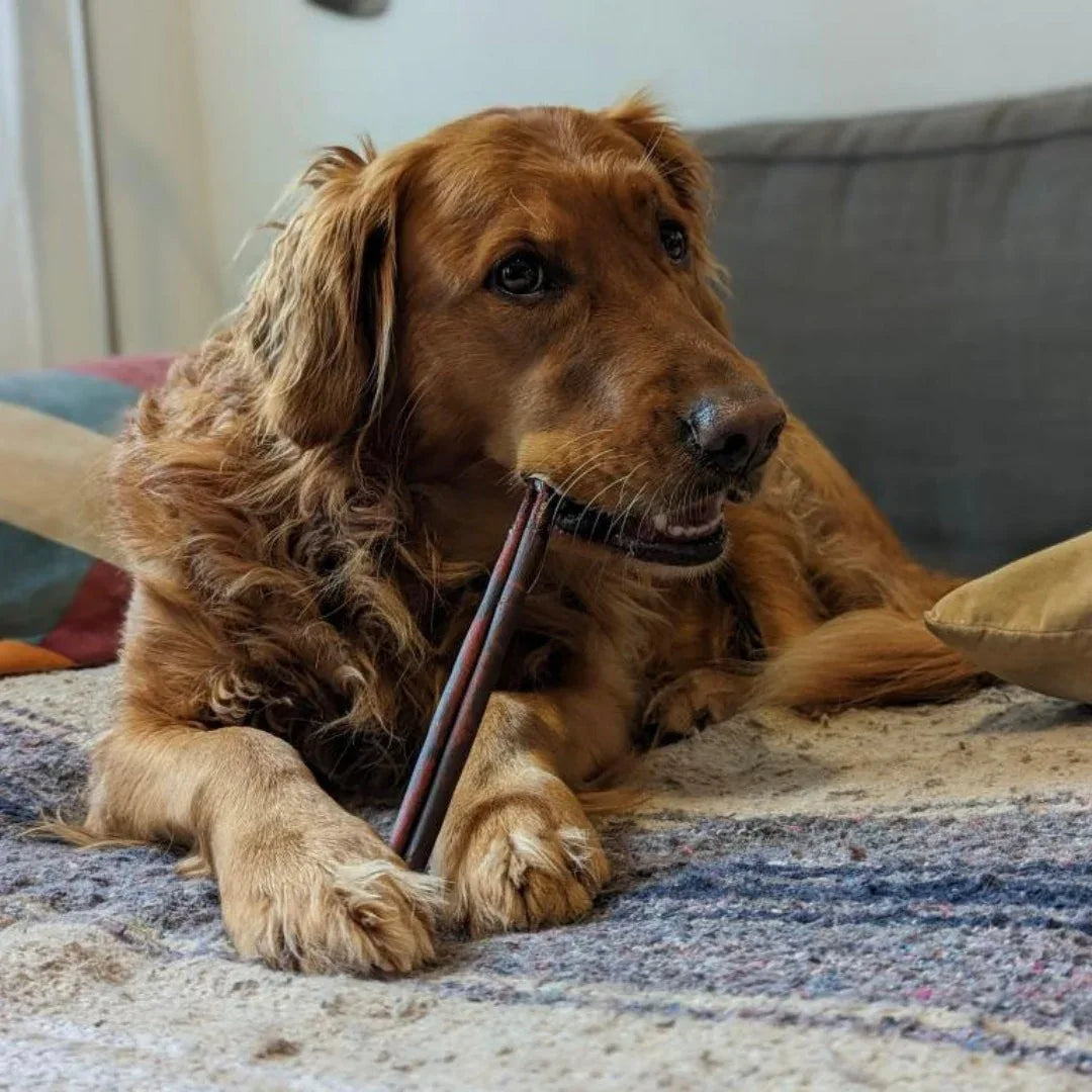 Happy Chew collagène monster pour chien au Québec, dog MONSTER collagen stick in Quebec, bundle dog chew stick