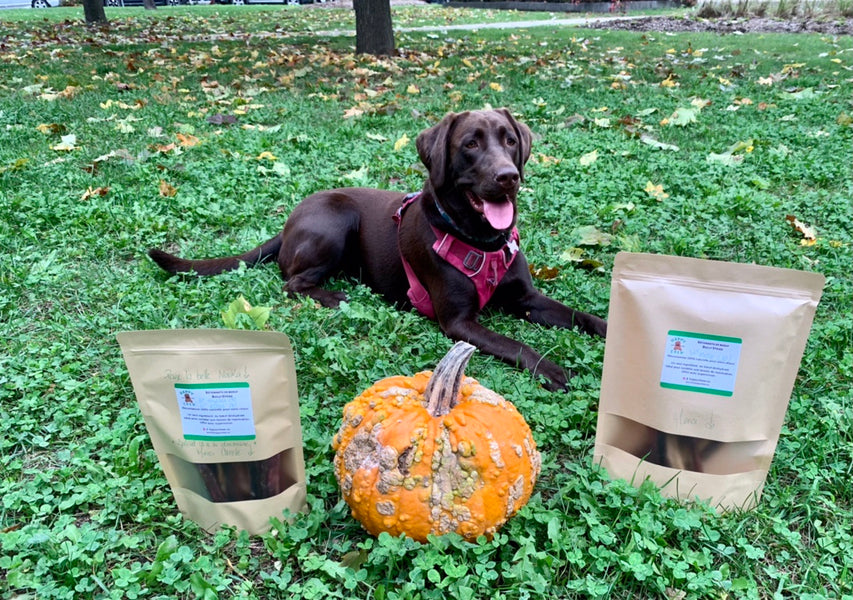 PUMPKIN, GOOD FOR YOUR DOG?