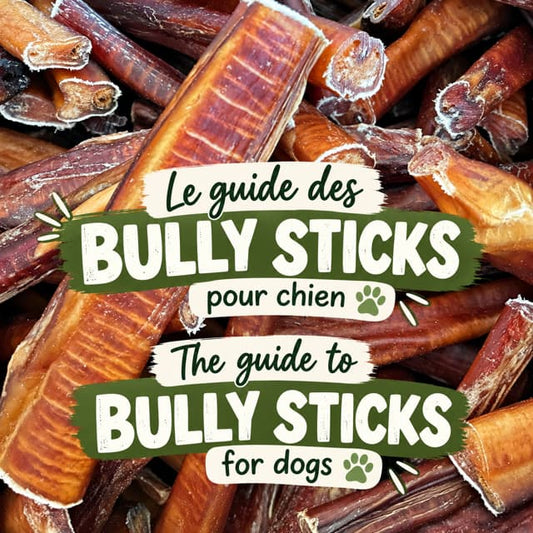 Le guide des bully sticks pour chien - Happy Chew