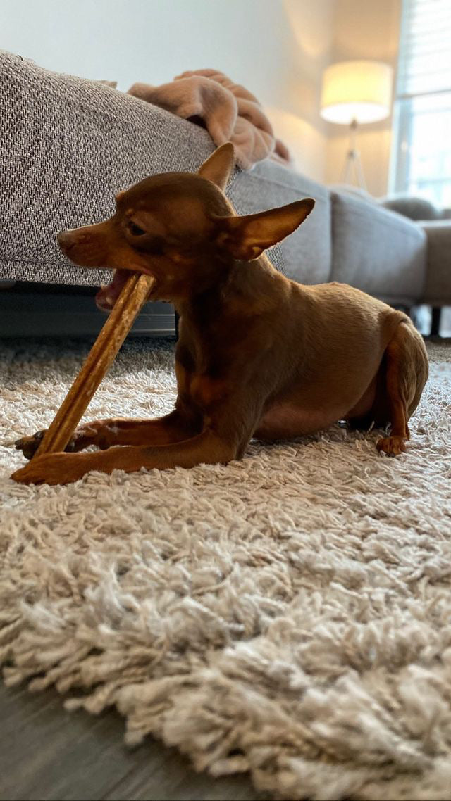 Idées cadeaux pour chiot: Bully stick sans odeur au Québec, Odour free canadian Bully stick 