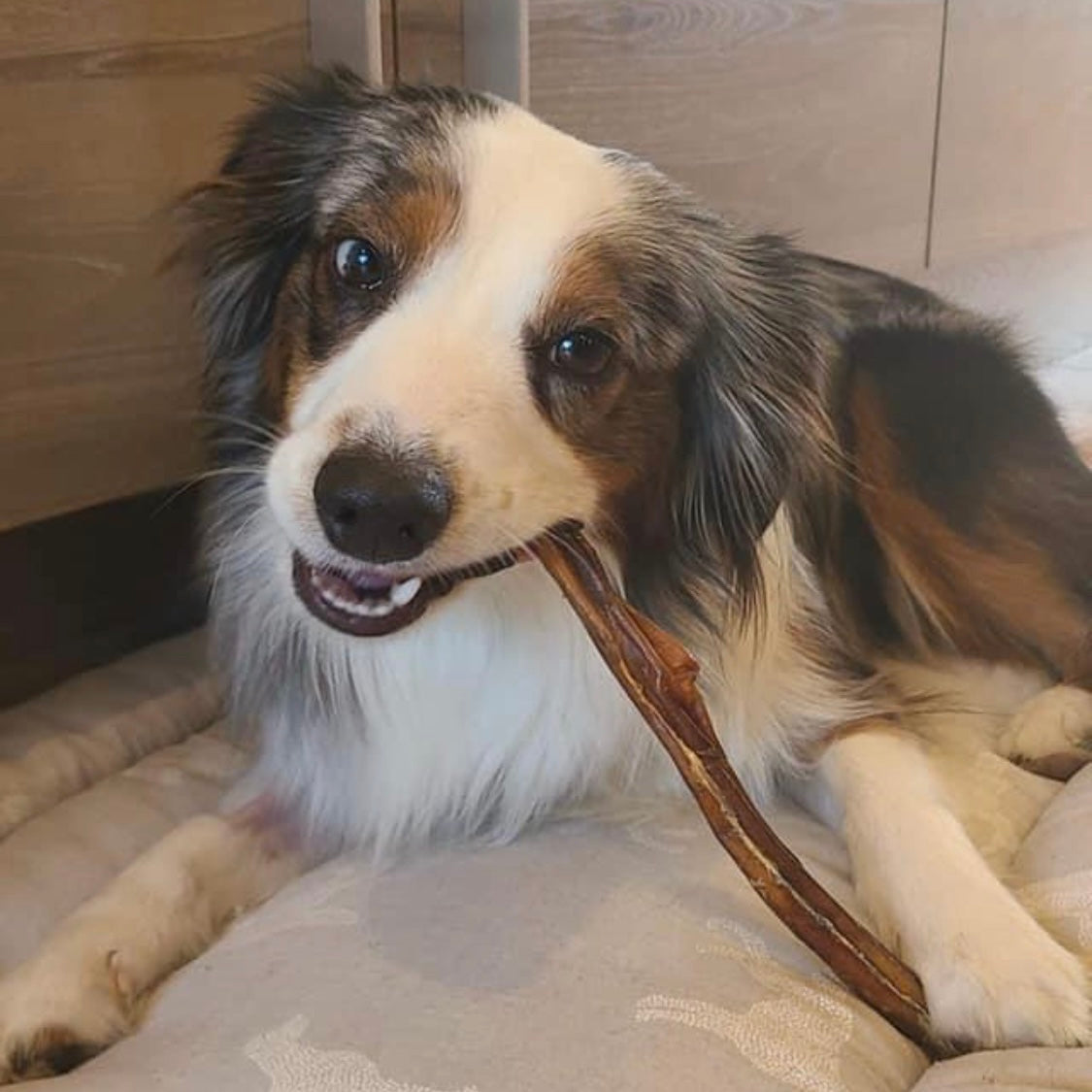 Idée cadeau chien à 15% de rabais. Bully stick sans odeur au Québec, Odour free canadian Bully stick 