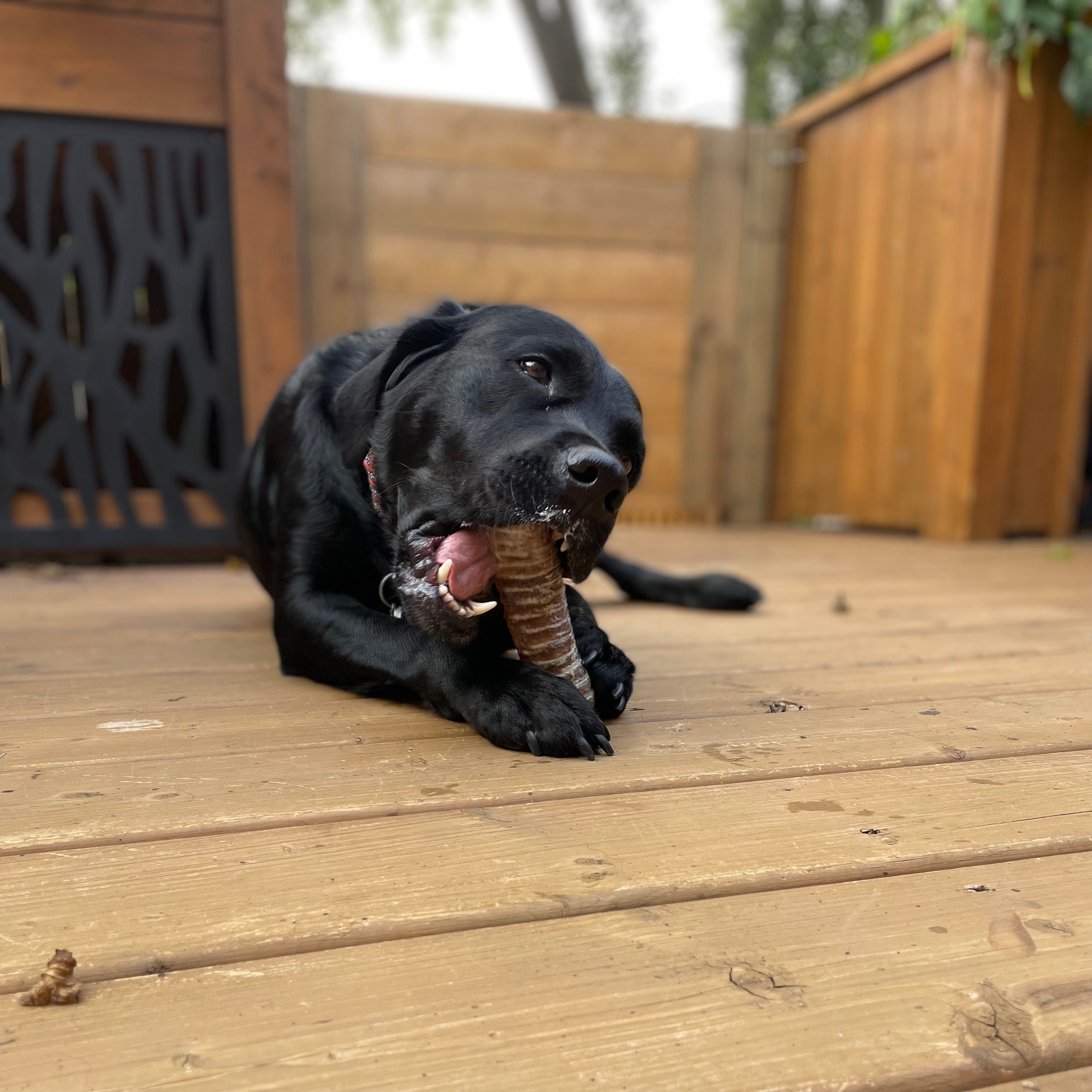 Happy Chew trachée de boeuf, sacs économiques pour chiots, Quebec dog Beef trachea, puppy chew pack, dog mental enrichment 