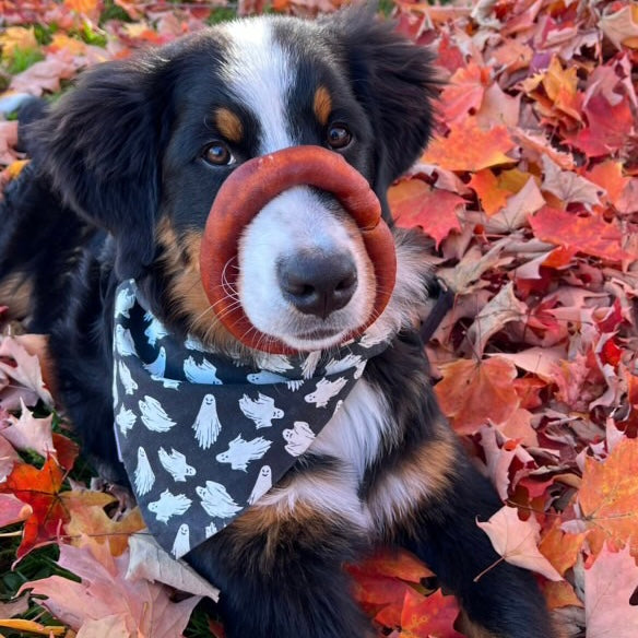 Mastication Happy Chew anneau de collagène pour chien - long lasting dog chew, large collagen ring in Quebec