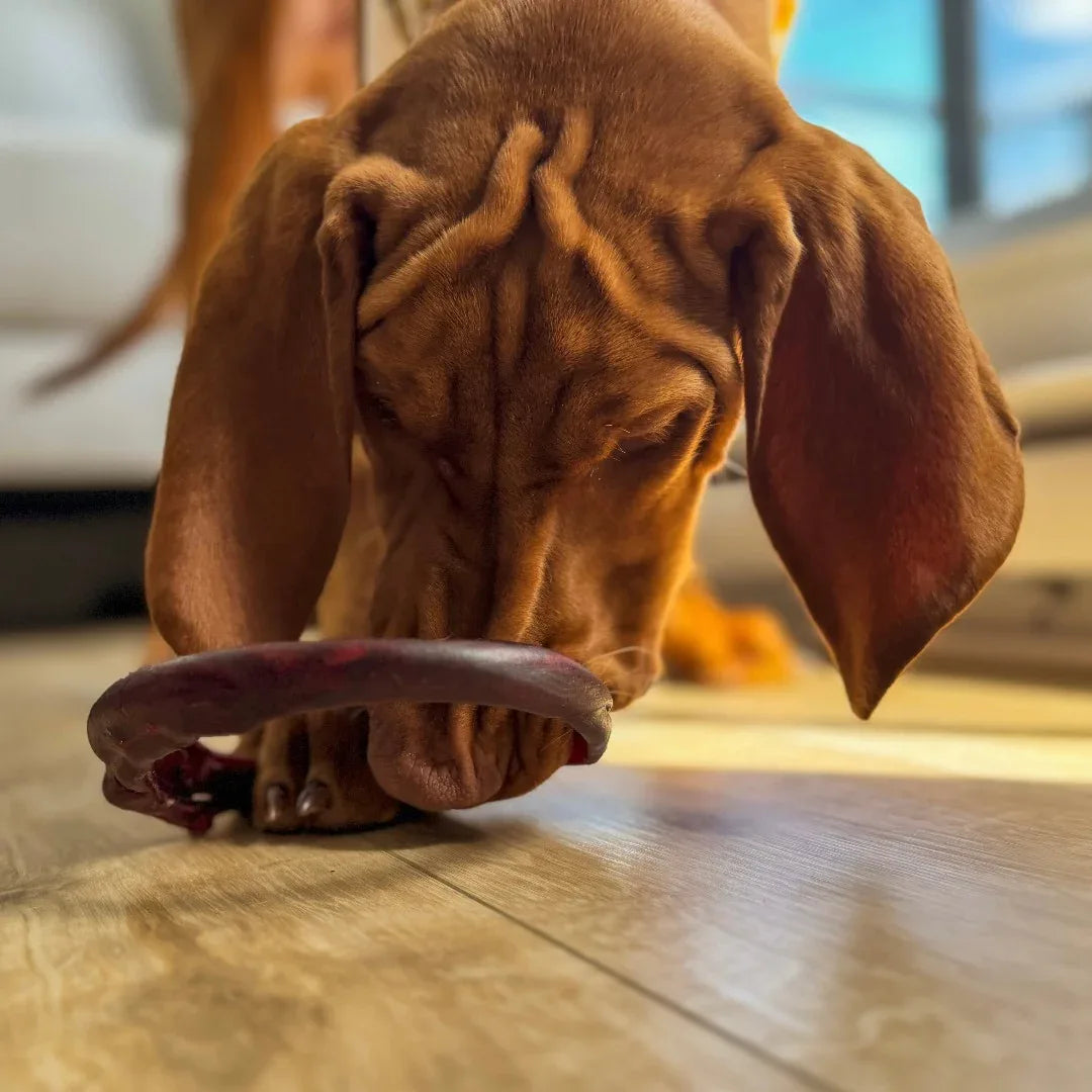 Anneau de collagène pour chien au Québec – 1 seul ingrédient, peau de bœuf déshydratée