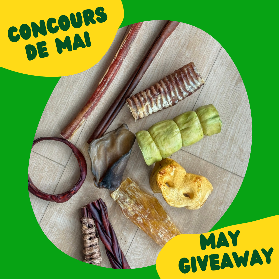 Happy Chew concours mastication, dog chew giveaway, bully stick givewaway