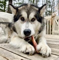 Malamut qui gruge une joue de boeuf enrobée de bully stick