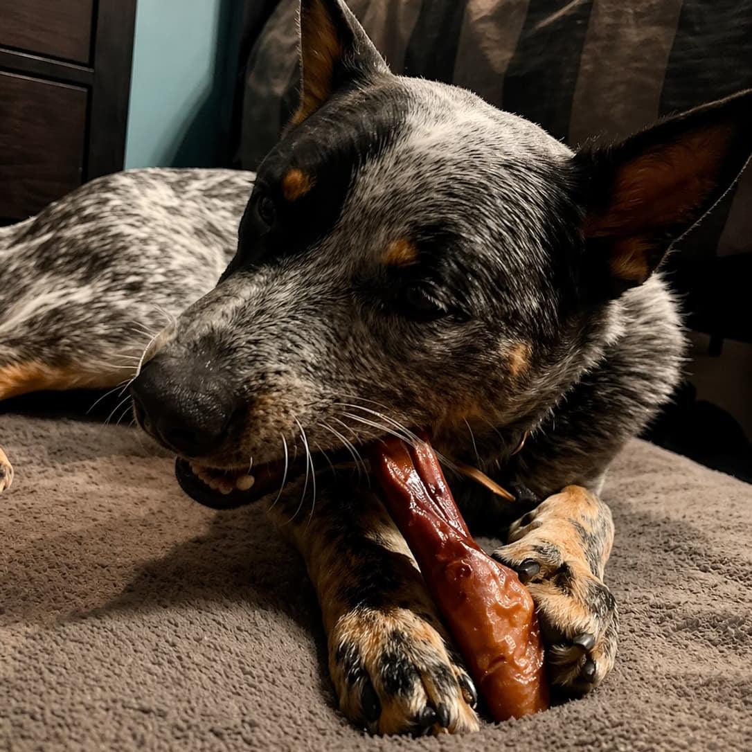 Chien qui gruge une joue de boeuf enrobée de bully stick