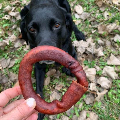 Chien qui mastique un anneau de collagène naturel Happy Chew – gâterie longue durée pour chien 