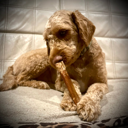 Happy Chew oesophage de boeuf pour chien, dog chew beef jerky stick in Quebec, mastication chiot