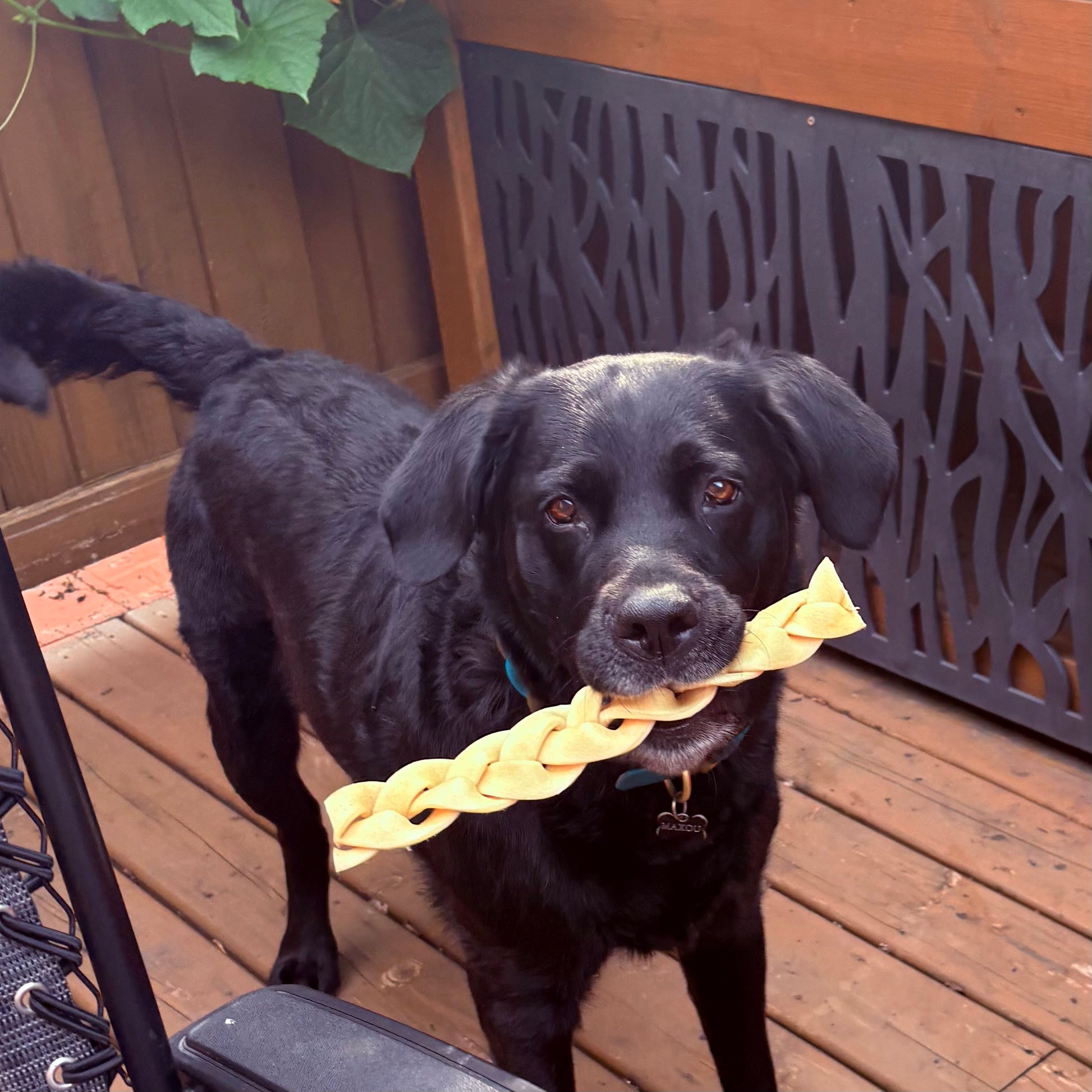 Labrador qui aime sa Tresse de buffle d’eau naturelle, faible en odeur et très résistante. 