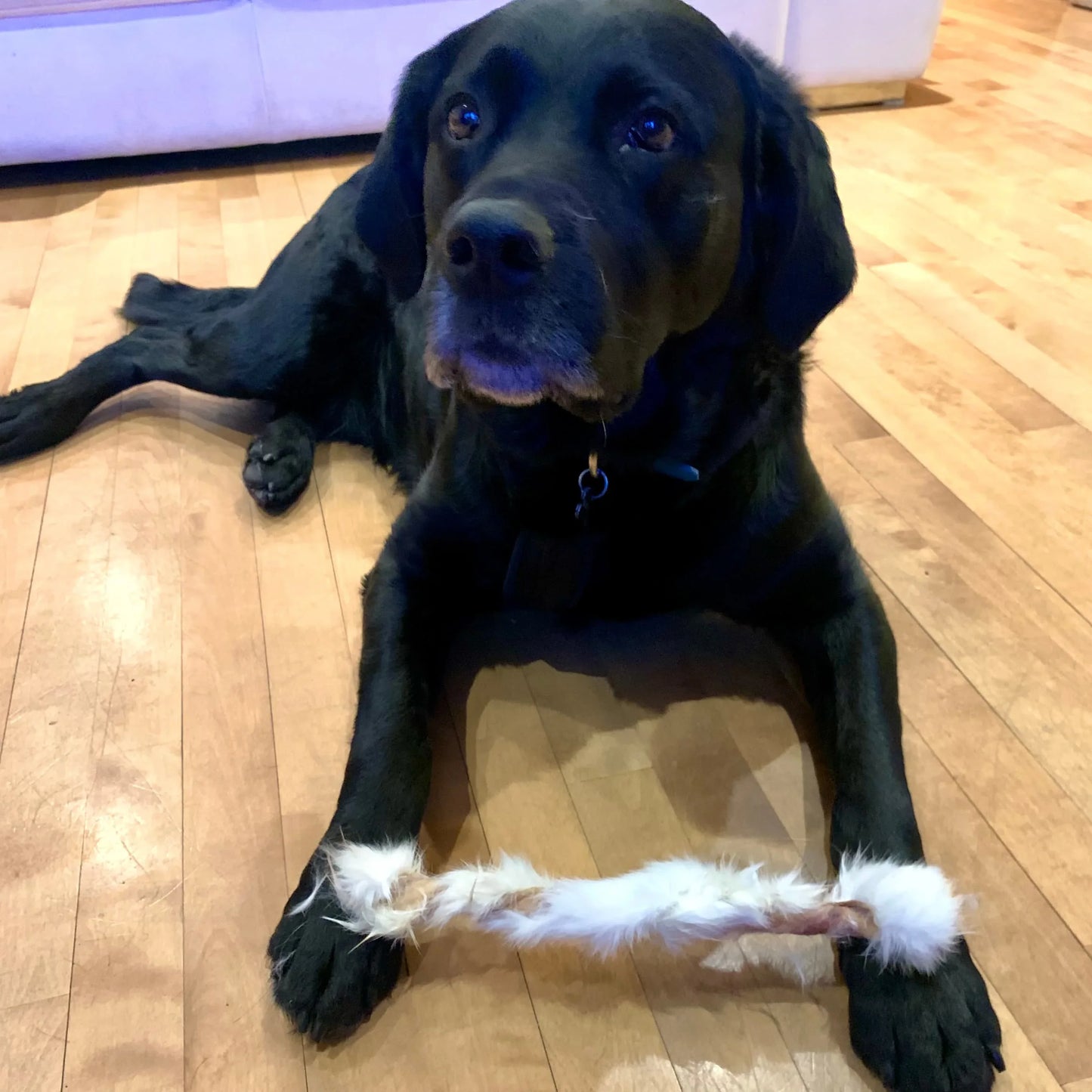Torsade de lapin déshydratée avec poil – mastication naturelle pour  chiens, labrador | Happy Chew