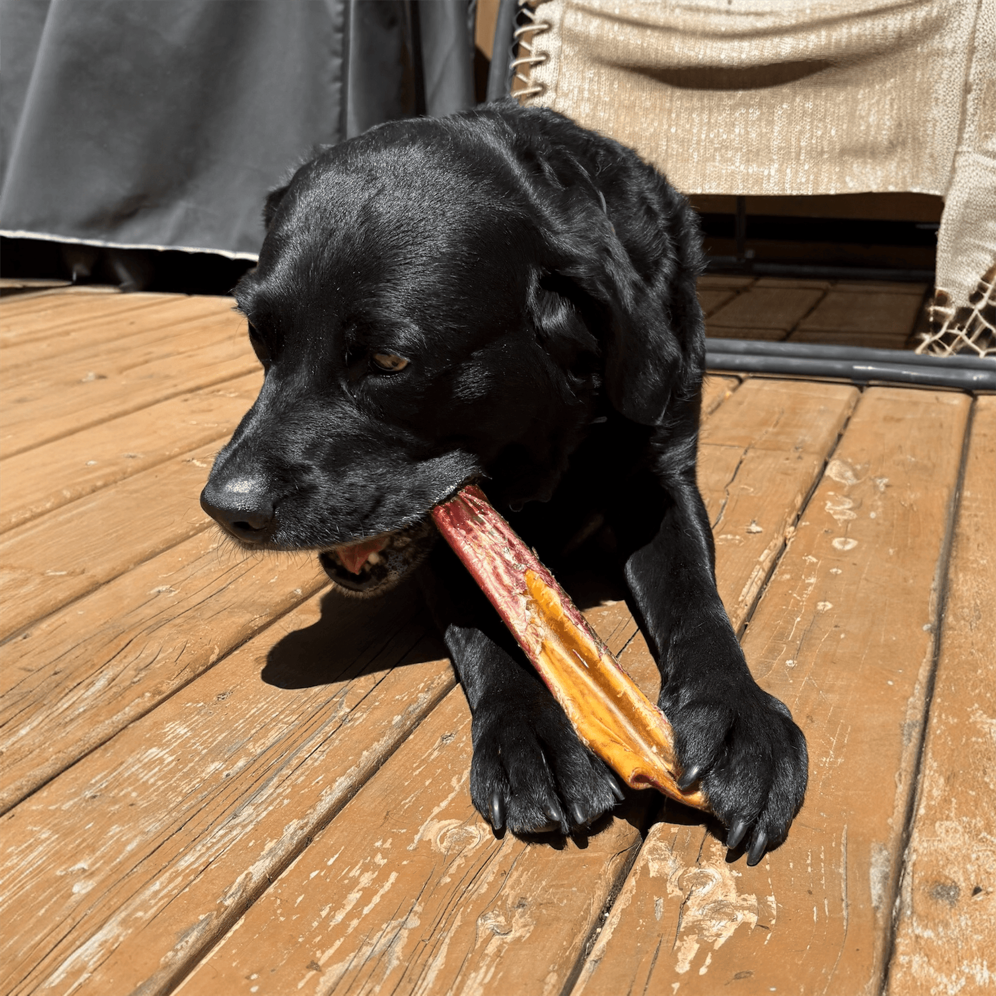 Large dog chewing a bully stick-wrapped beef cheek – Happy Chew