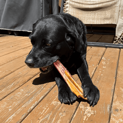Large dog chewing a bully stick-wrapped beef cheek – Happy Chew
