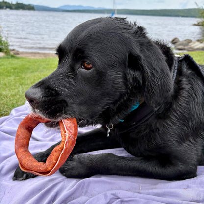 Labrador qui gruge un anneau de collagène - Happy Chew