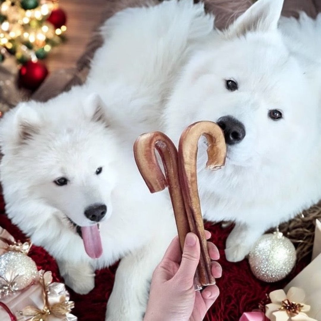 Idée cadeau de Noël pour chien, bully sticks Québec, dog Christmas gift bully sticks, candy cane bully stick