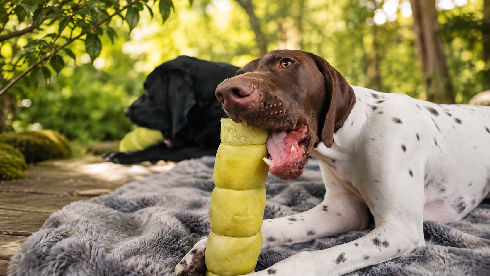 Marque québécoise de mastication naturelle de qualité pour chien - Bully sticks canadiens, lapin, porc, yak, collagène. 