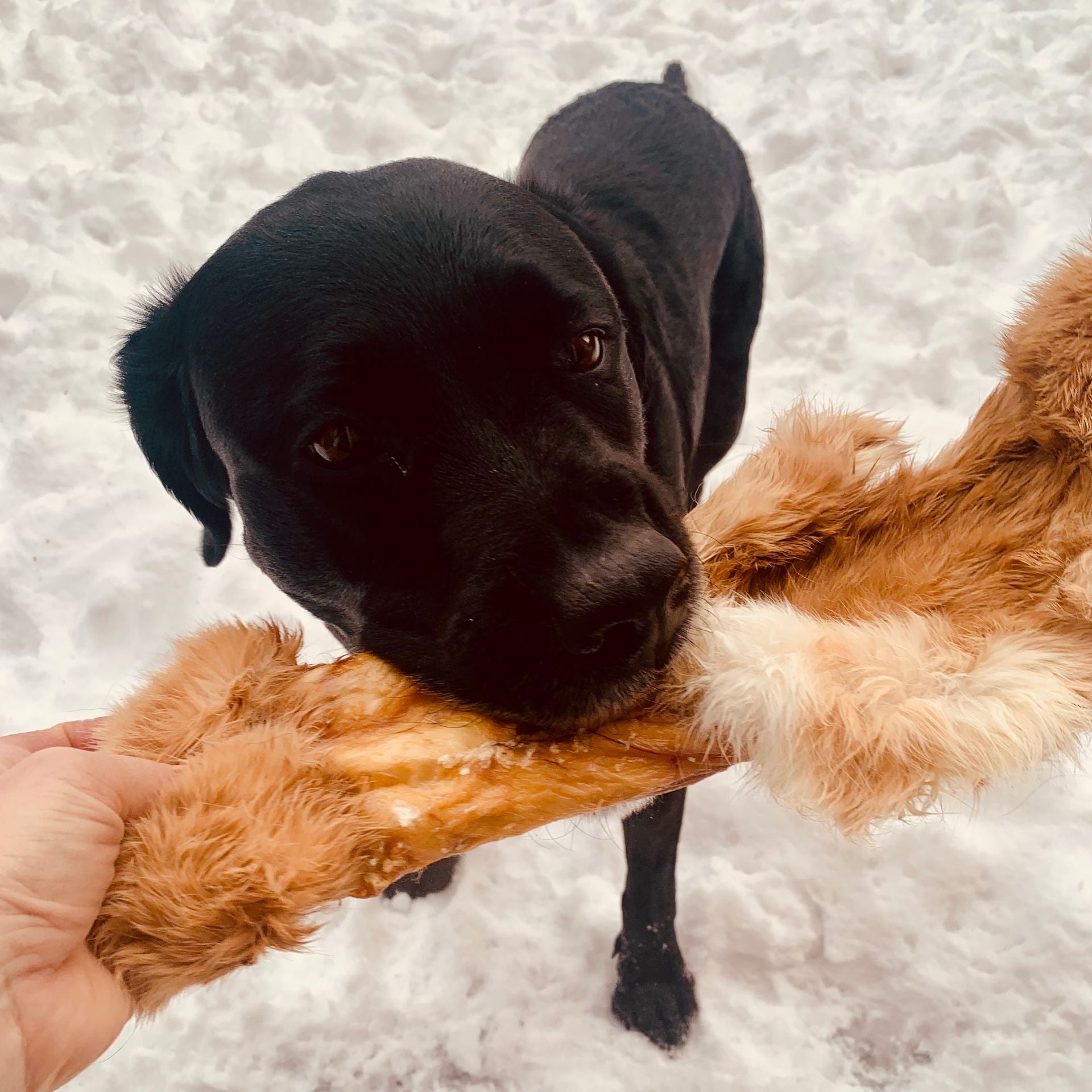 Gâterie pour chien, peau de lapin pour chien, rabbit skin dog treats