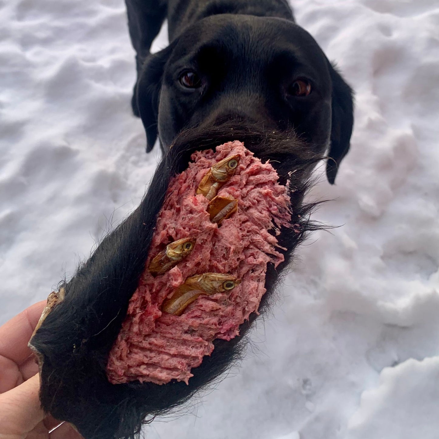 oreille de boeuf poilue mastication pour chien, stuffed beef ear dog chew