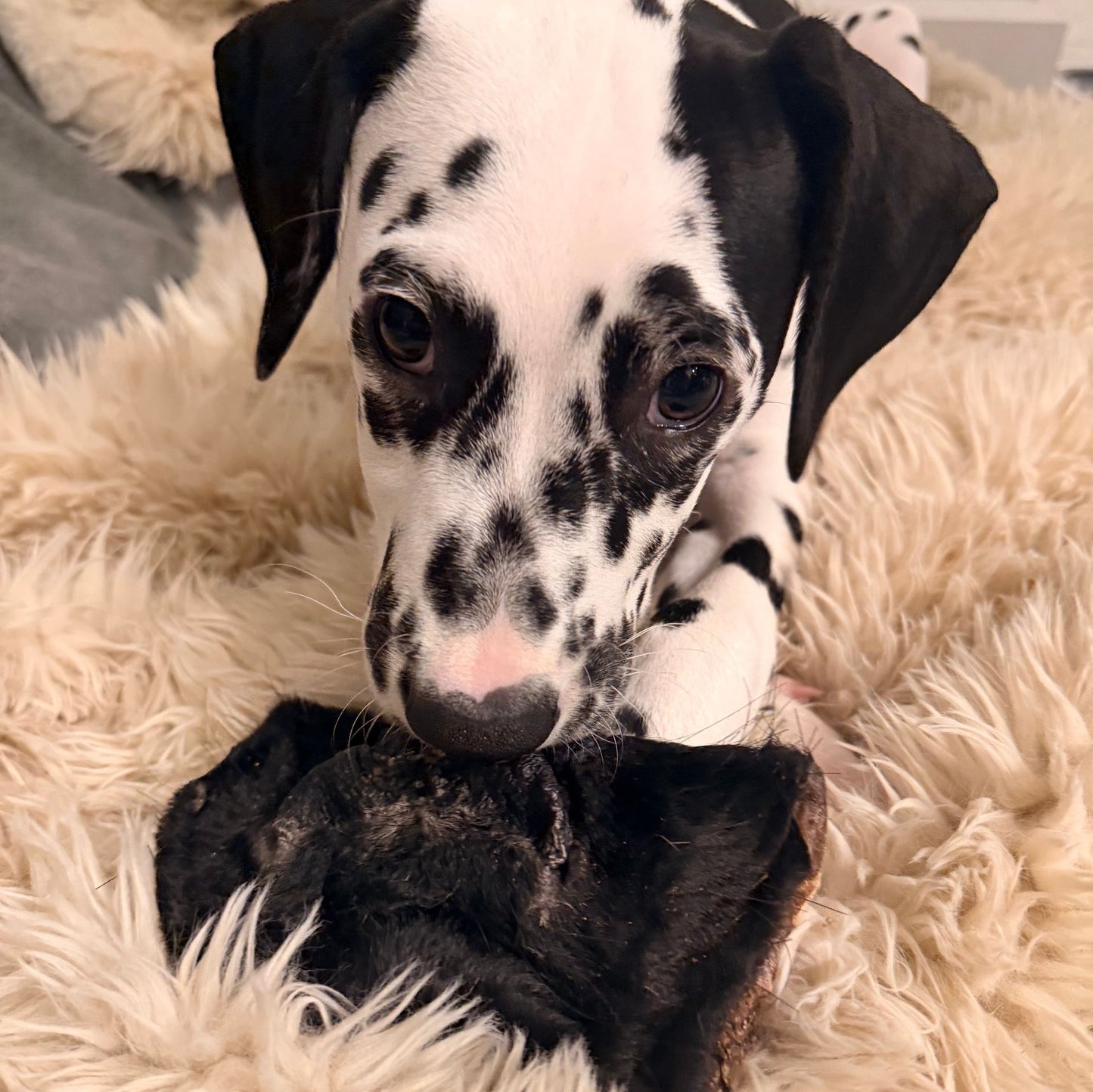 nez de boeuf pour chien, beef snout dog chew made in Canada, dalmatian 