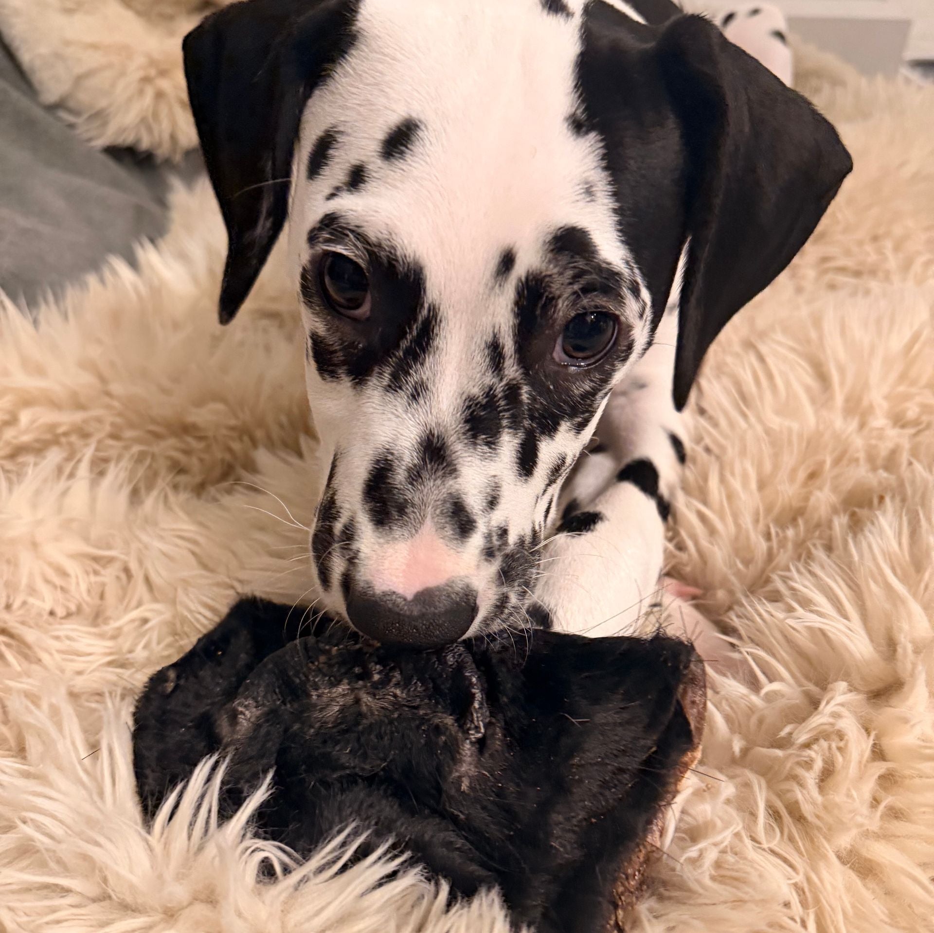 nez de boeuf pour chien, beef snout dog chew made in Canada, dalmatian 