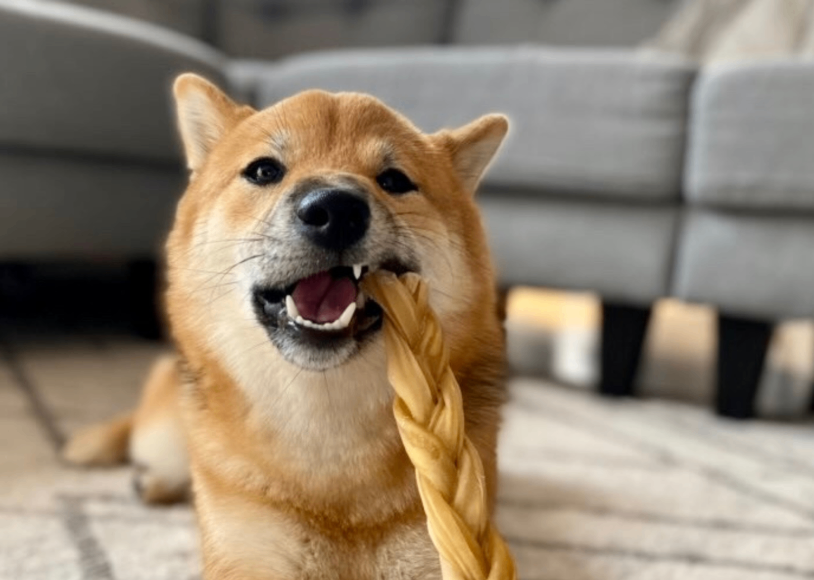 Économisez jusqu'à 20% sur les bâtons de collagène pour chien: durable, très faible gras et facilement digérable! Natural Dental Chew. Save up to 20% on Collagen Stick for dog