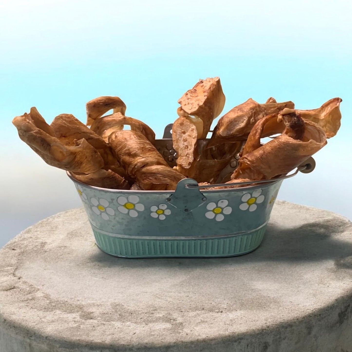 vessie de boeuf mastication chien, beef bladder dog chew