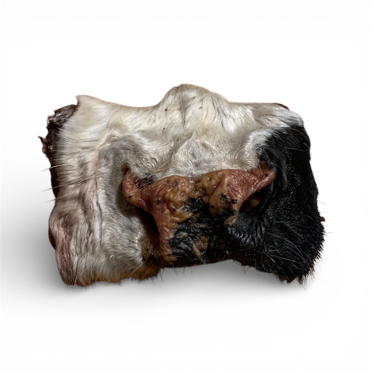 nez de boeuf pour chien, beef snout dog chew made in Canada