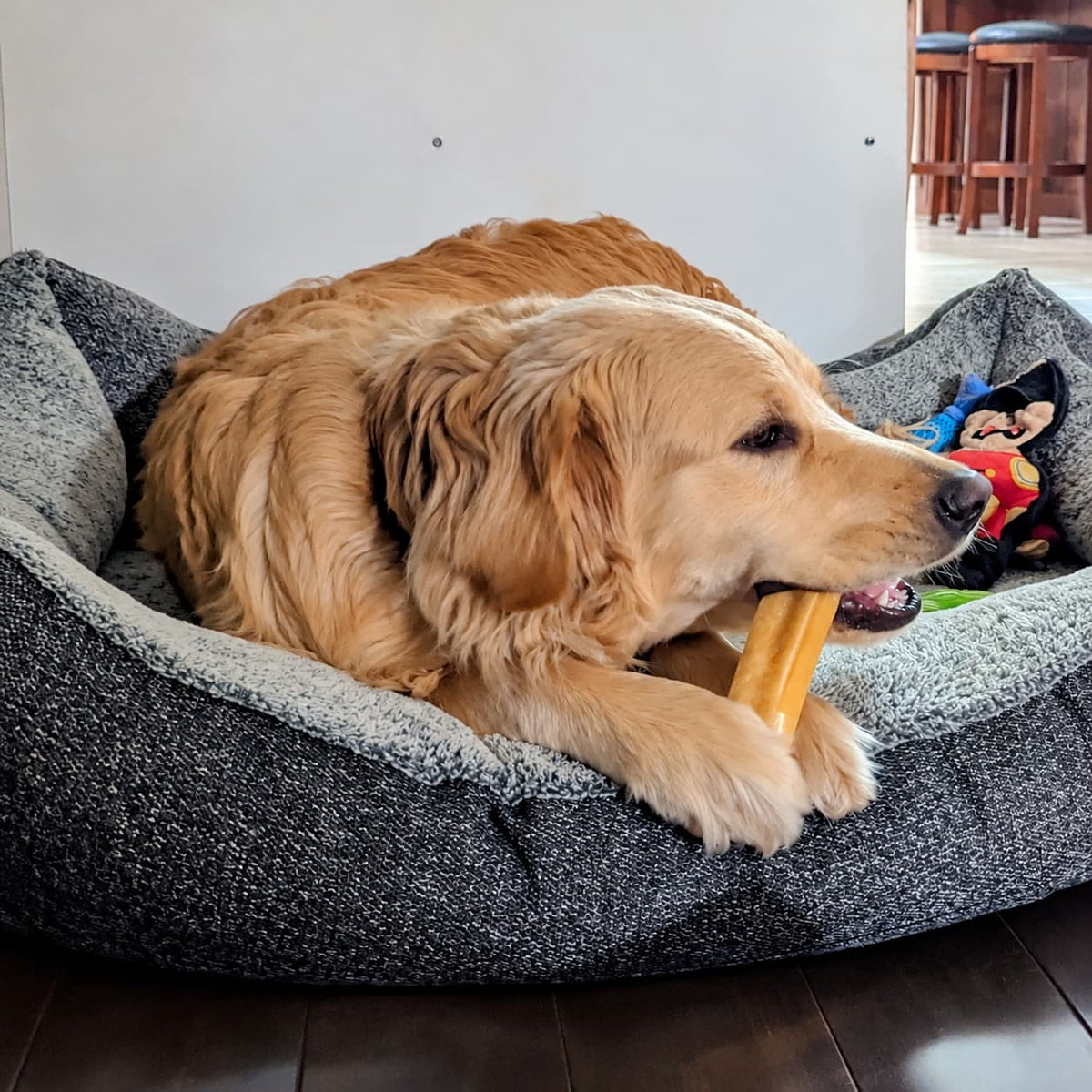 Golden Retriever qui gruge un fromage de  yak- Happy Chew