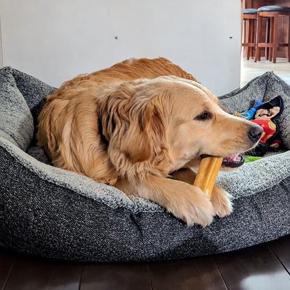 Golden Retriever qui gruge un fromage de  yak- Happy Chew
