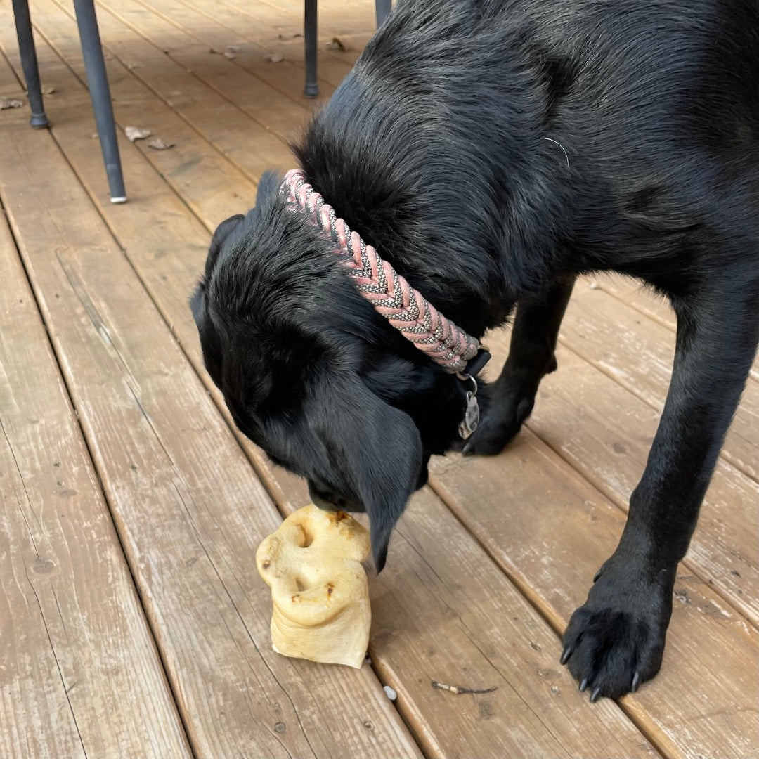 Happy Chew Nez de porc du Québec, Pig snouts dog chew