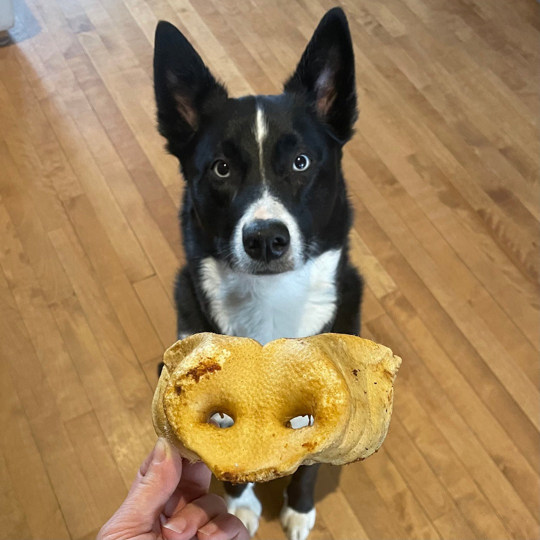 Happy Chew Nez de porc au Québec, Pig snouts dog chew