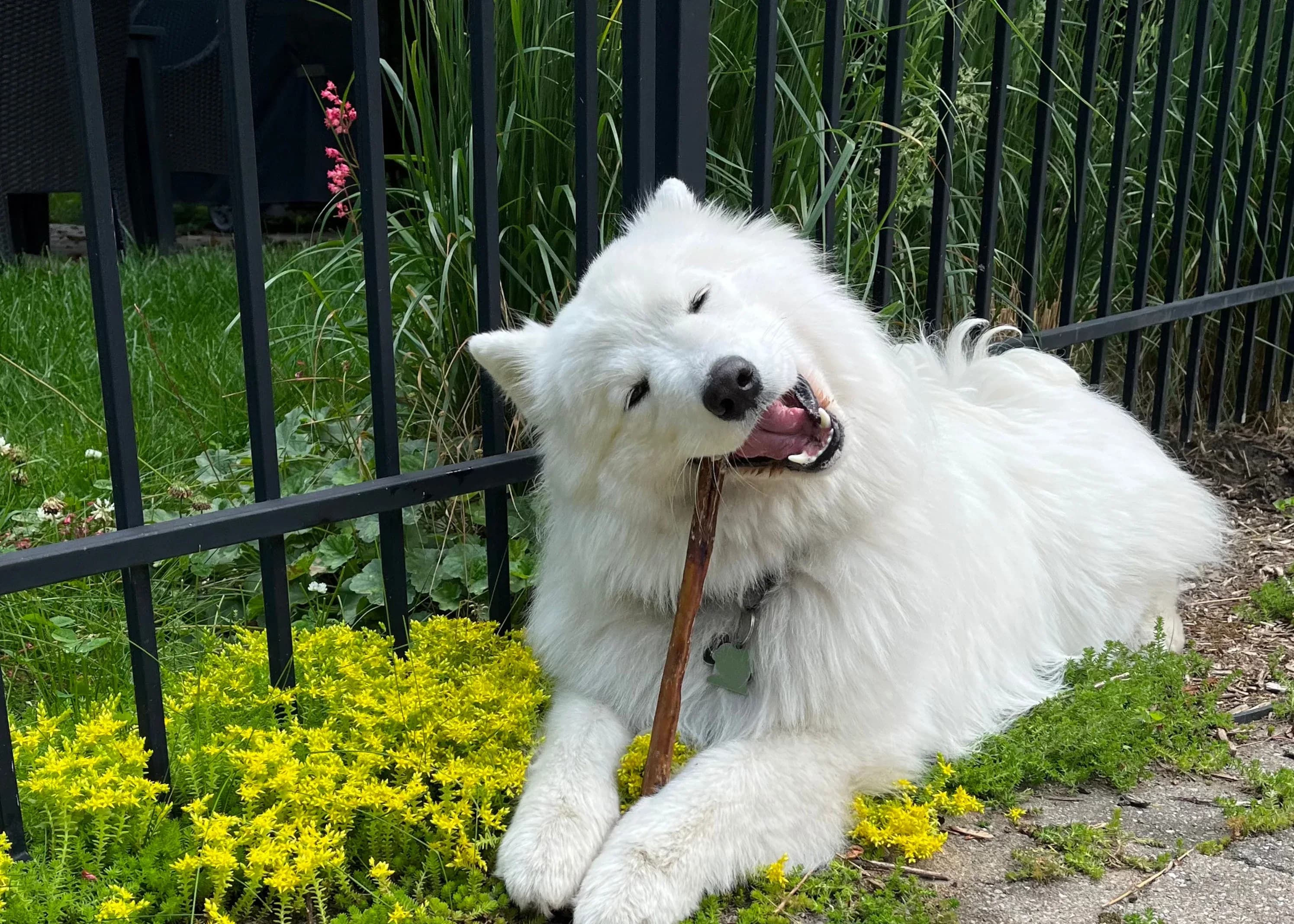 Marque québécoise de mastication naturelle de qualité pour chien - Bully sticks canadiens, lapin, porc, yak, collagène. 