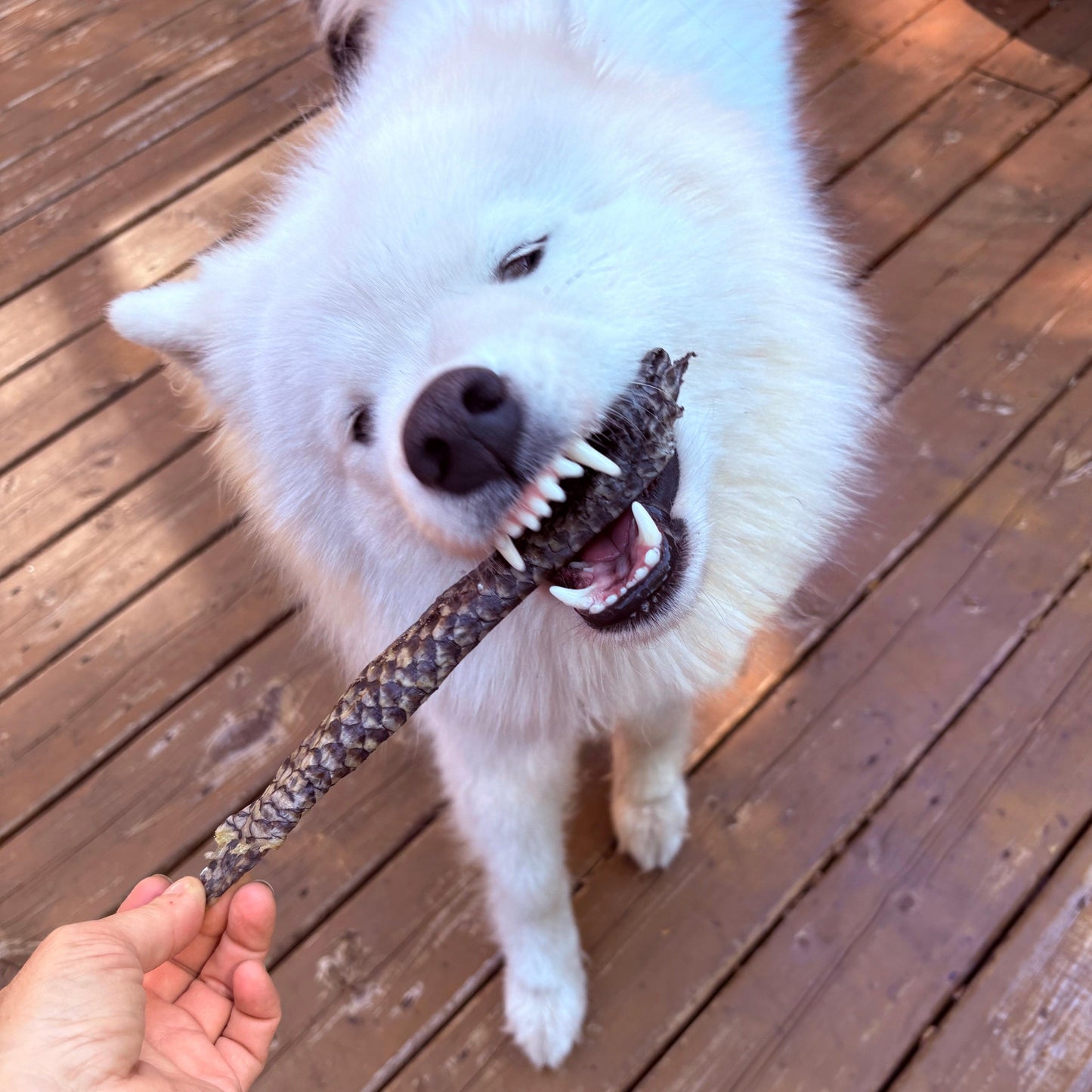 Chien qui mastique un rouleau de tilapia séché – collation hypoallergène Happy Chew