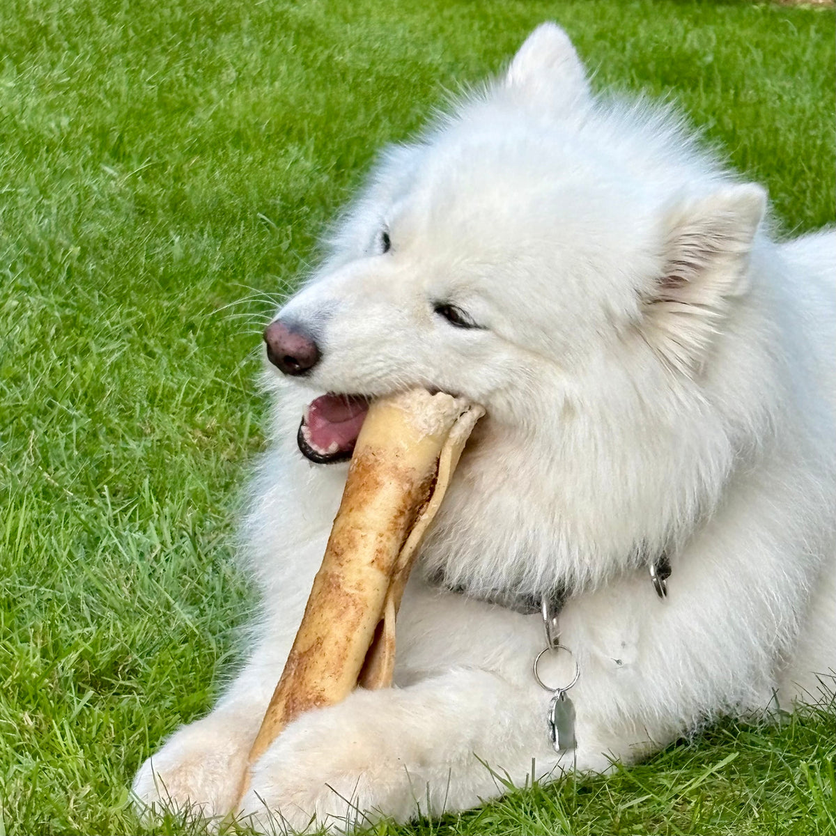 samoyede qui gruge un rouleau de joue de buffle -Happy Chew