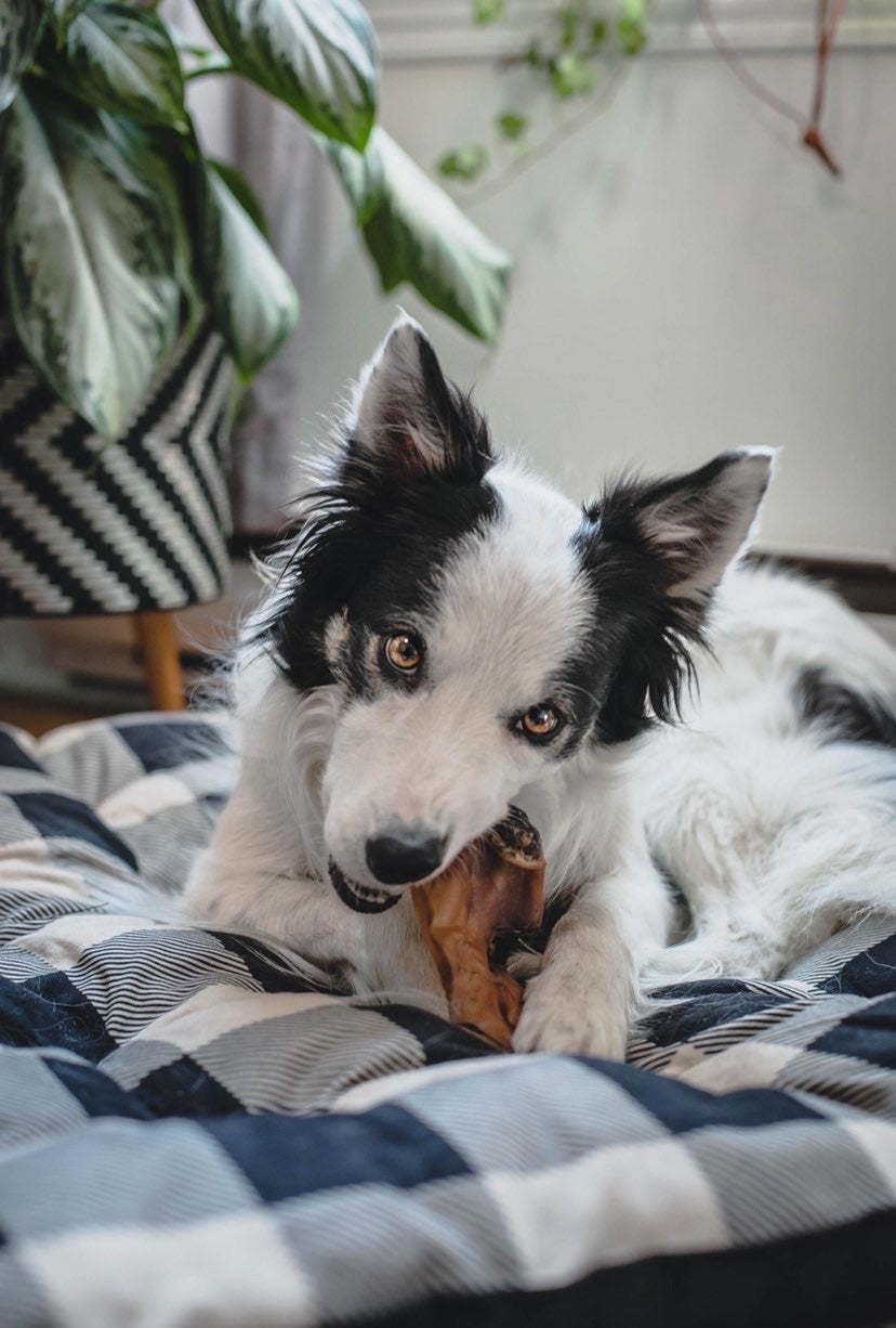 Happy Chew oreilles de boeuf au Québec, cow ear dog chew treat in Quebec